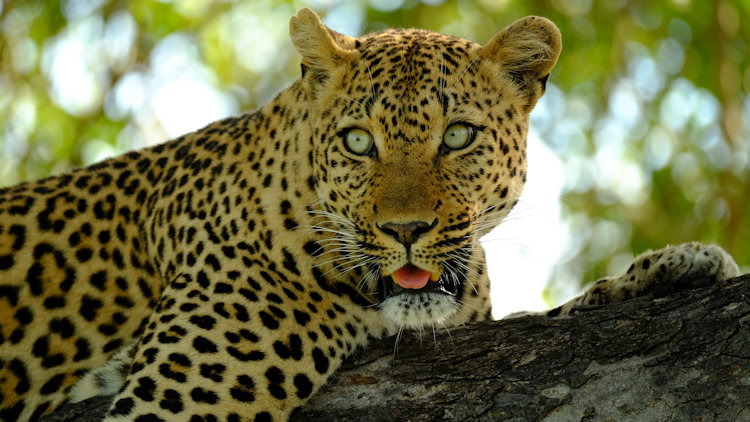 Saseka Tented Camp wildlife