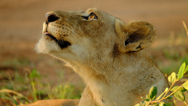 Saseka Tented Camp wildlife