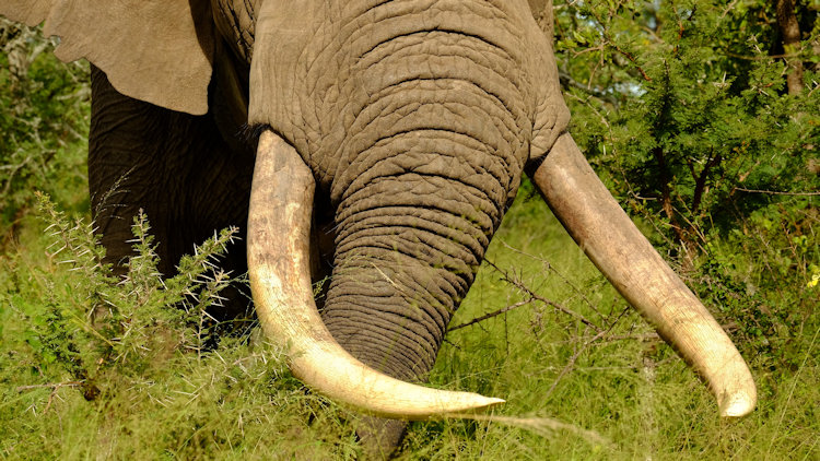 Saseka Tented Camp wildlife