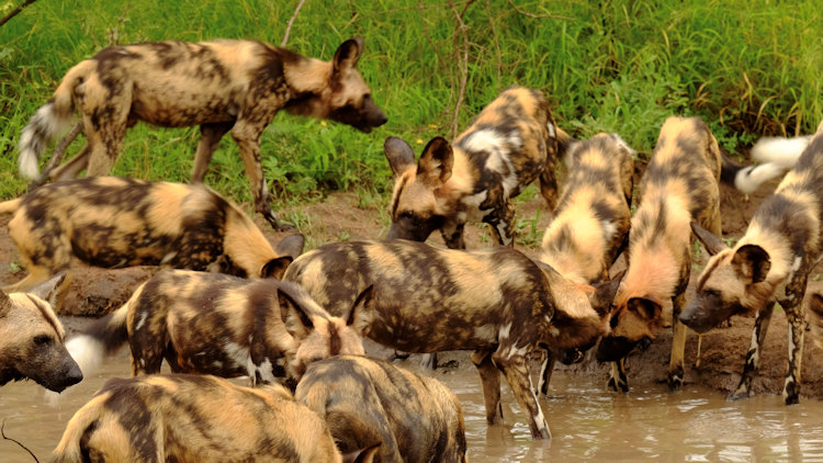 Saseka Tented Camp wildlife