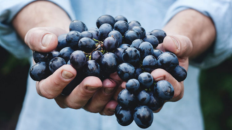 wine grapes