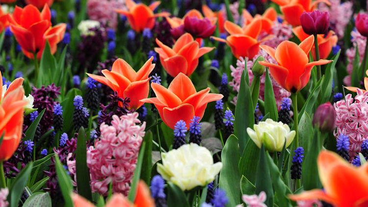 Keukenhof gardens