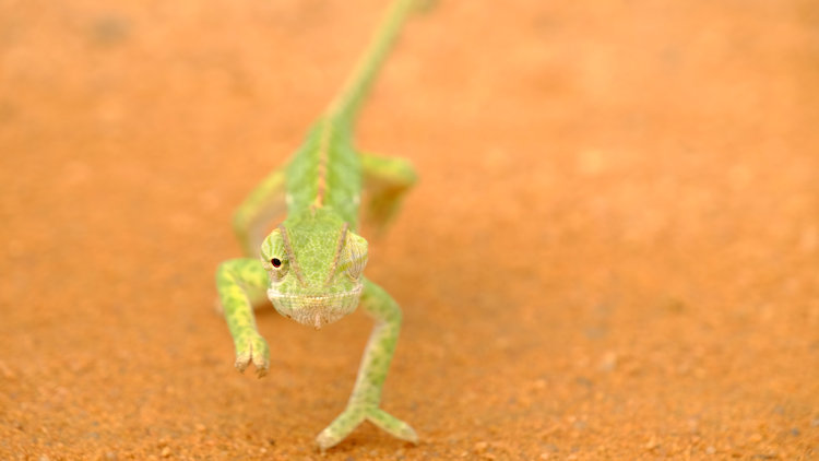 Noka Camp wildlife