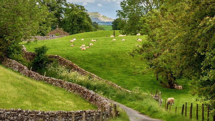 lambs grazing in Wales
