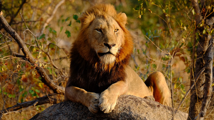 Sabi Sabi Earth Lodge lion