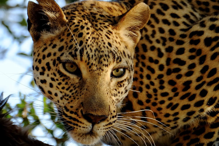 Sabi Sabi Earth Lodge animals