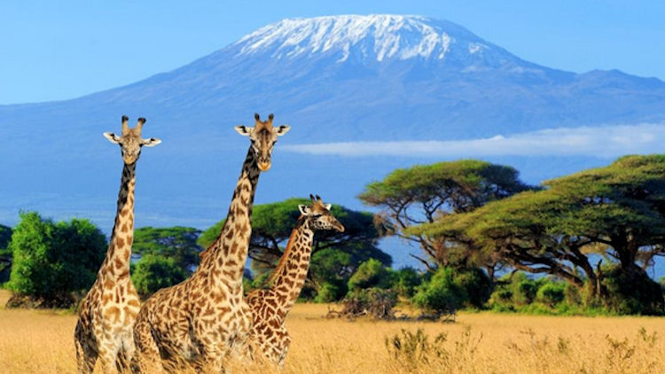 Kilimanjaro giraffes
