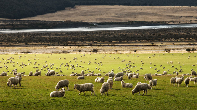 New Zealand camper trip