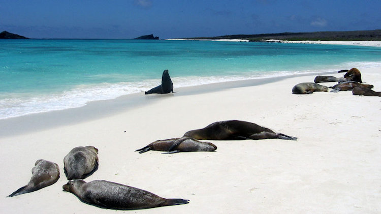beach in the galapagos