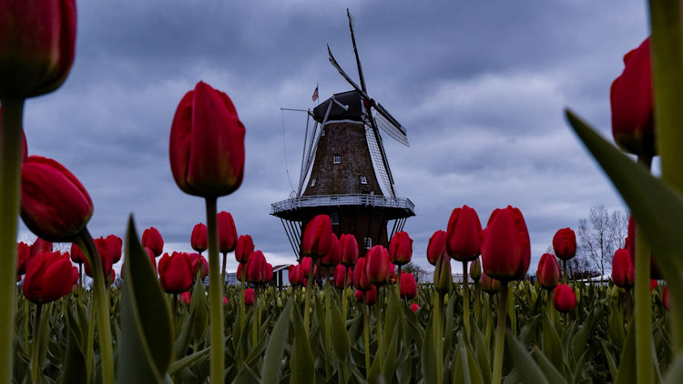 Holland tulips