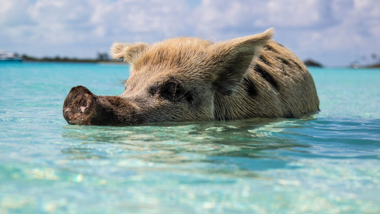 Swimming with pigs