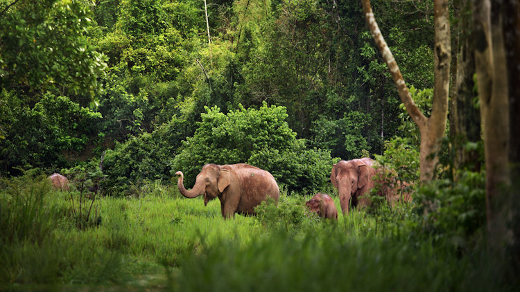 Thailand wildlife