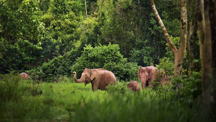 Thailand's wildlife