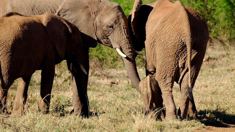 Morukuru camp elephants