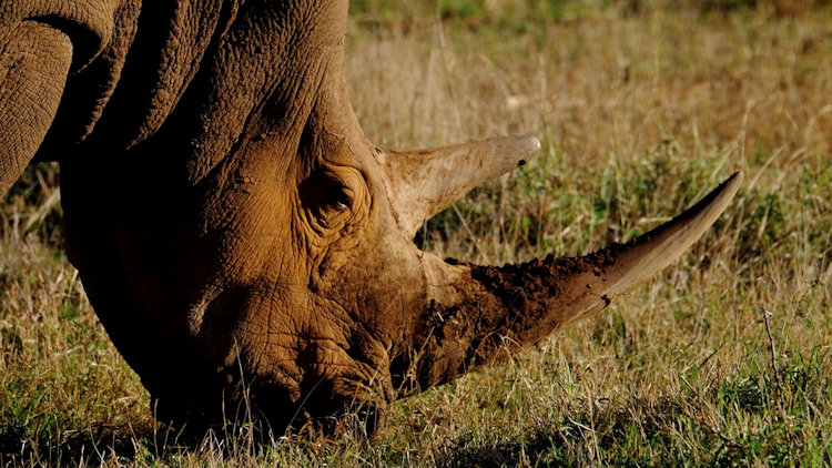 Rhinocéros de Morukuru