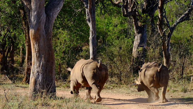 Morukuru hippos