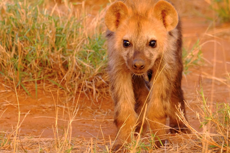 Morukuru wildlife