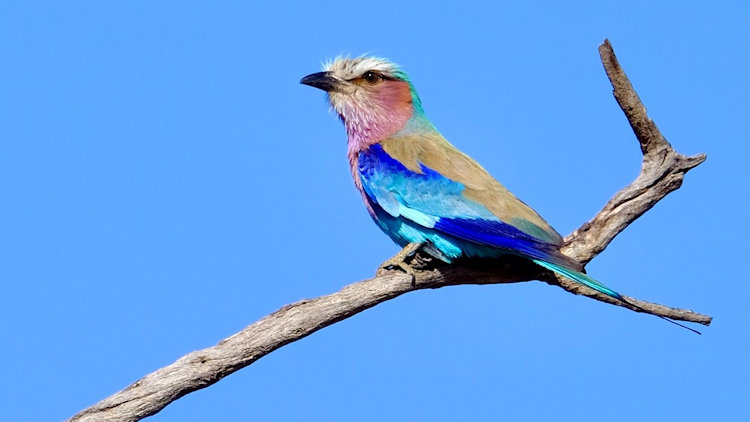 Oiseau Morukuru