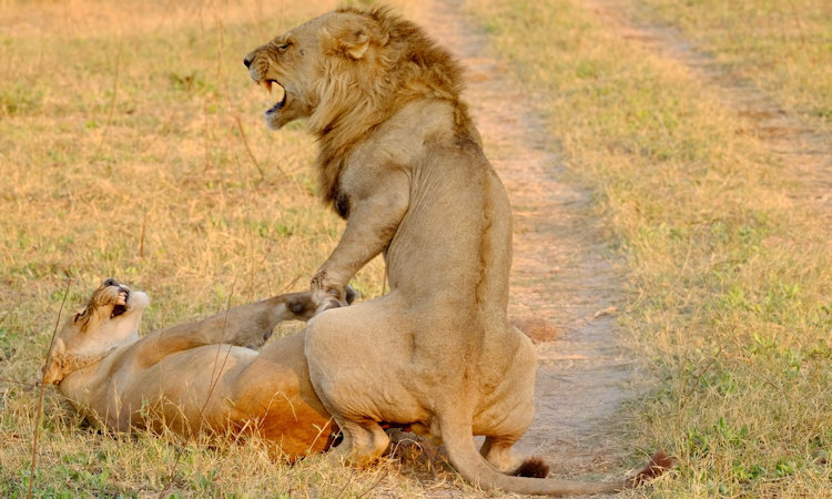 Duba Plains Camp wildlife