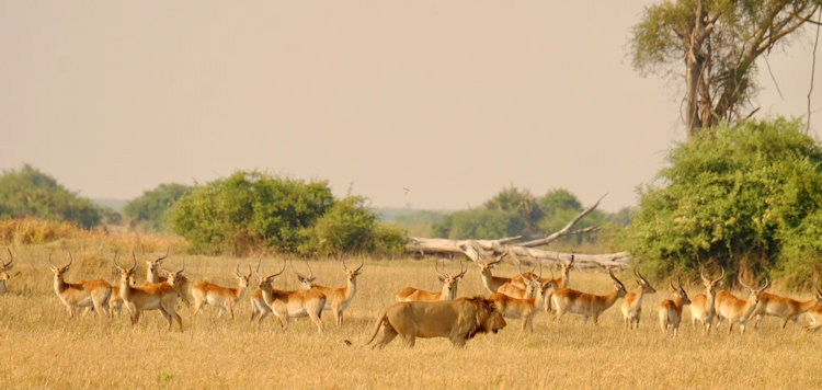 Duba Plains Camp wildlife