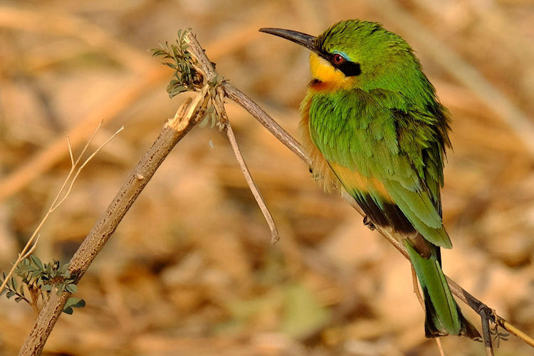 Duba Plains Camp bird