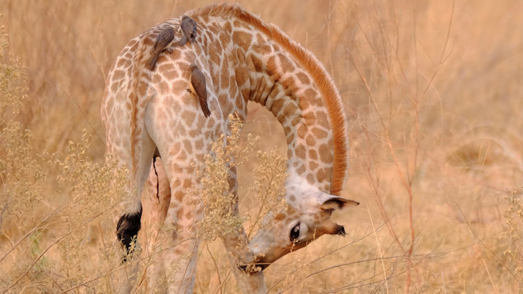 Sanctuary Chiefs Camp giraffe