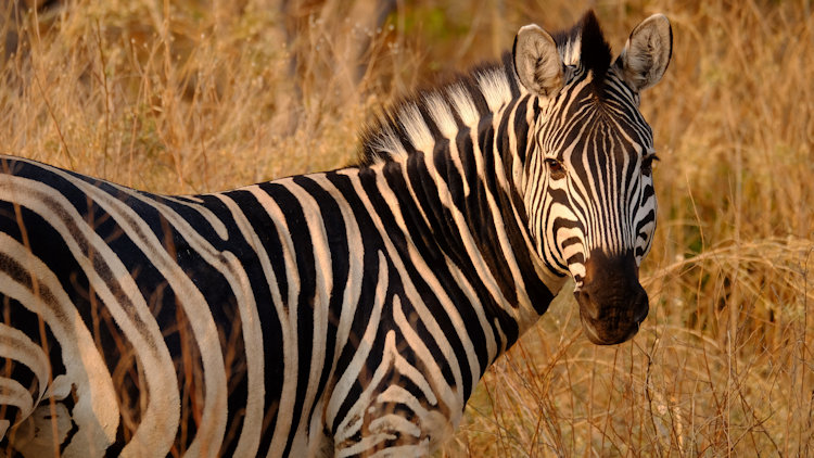 Sanctuary Chiefs Camp zebra