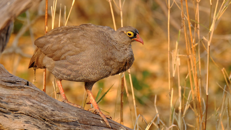 Sanctuary Chiefs Camp bird