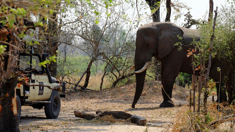 Sanctuary Chiefs Camp elephant