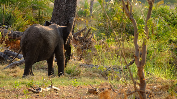 Xigera Safari Lodge wildlife