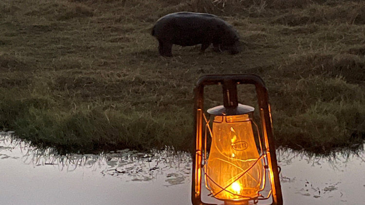 Xigera Safari Lodge wildlife