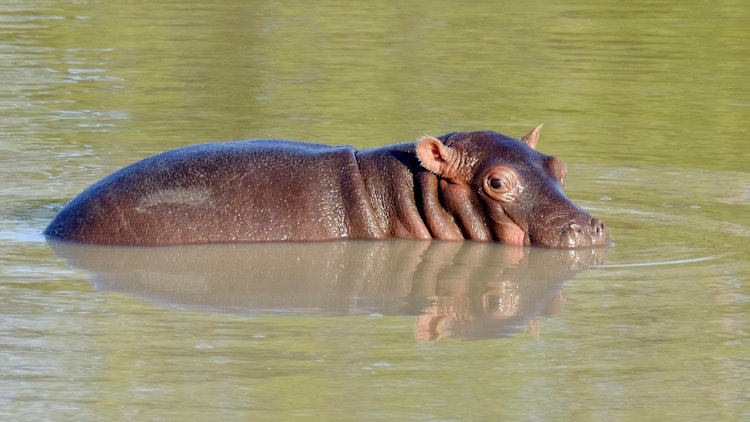 hippo