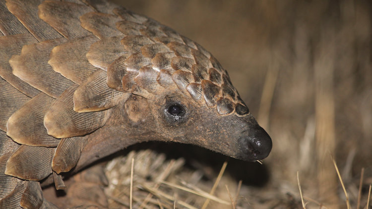 pangolin