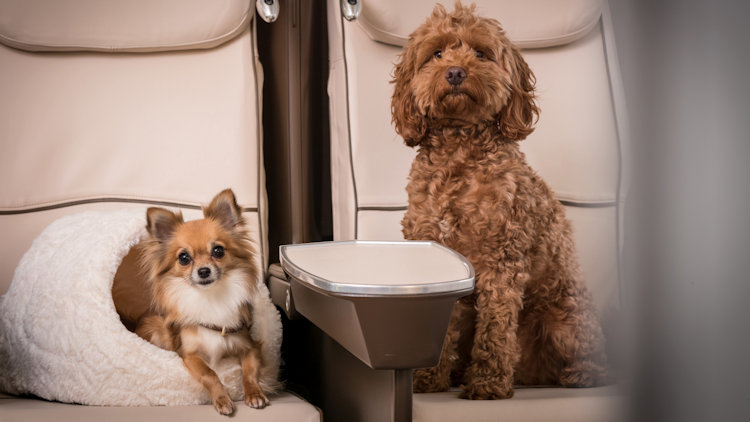 Air charter dogs