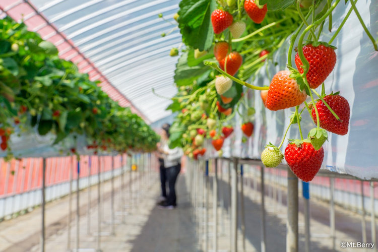 strawberry picking in Japan