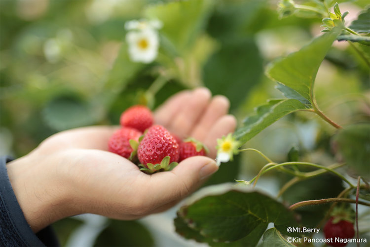 strawberry picking in Japan