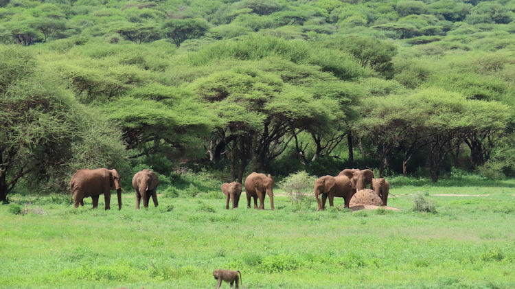 Ngorongoro