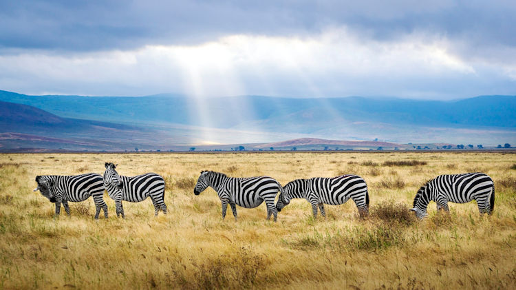 Ngorongoro zebra