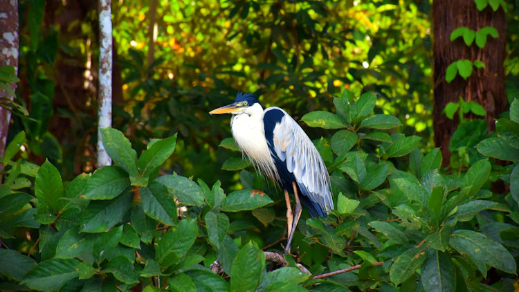 Tambopata