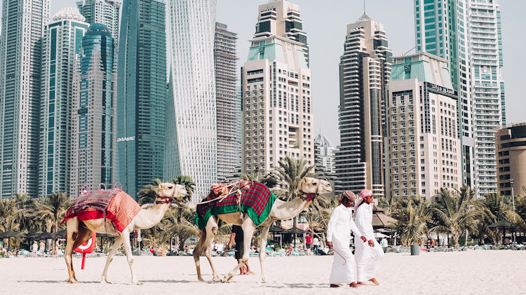 dubai camels on the beach