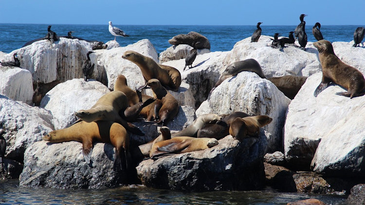 sea lions in Lima Peru