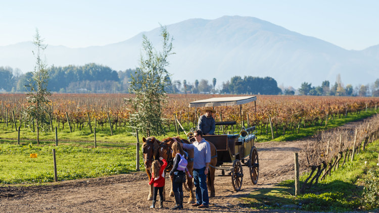 Chile vineyards