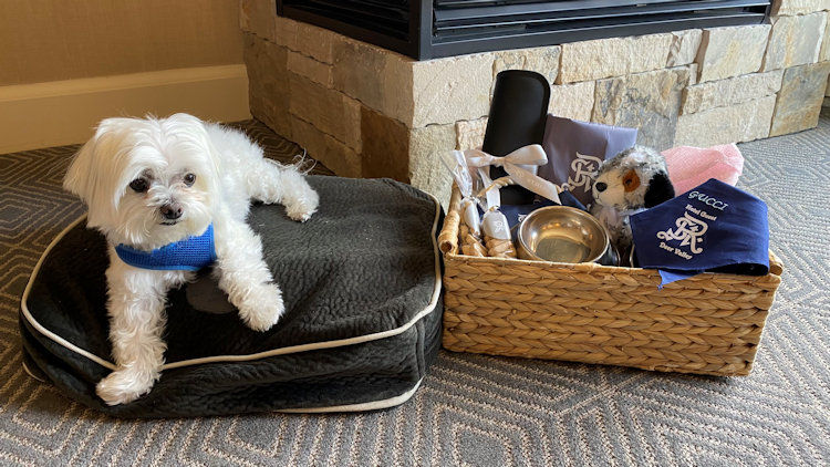 St. Regis welcome amenity for dogs