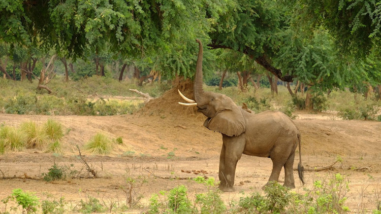 Lolebezi safari camp