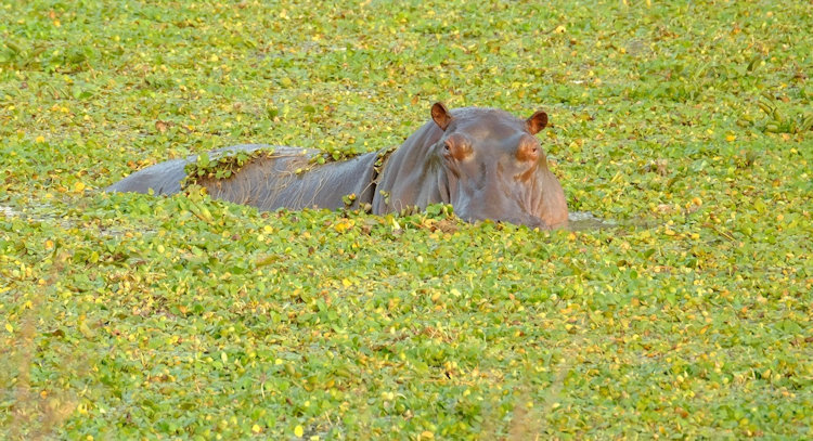 Lolebezi safari camp