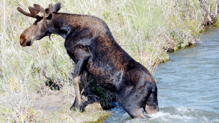 moose in water