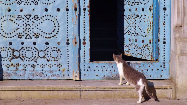 Tunisia cat
