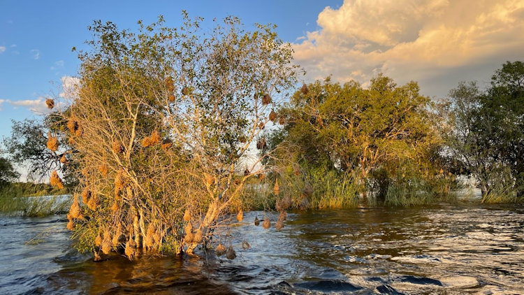 Mukwa River Lodge