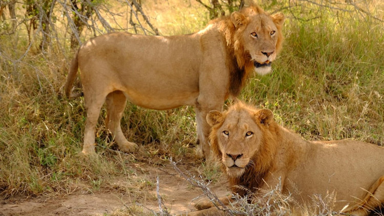 Serondella Lodge lions