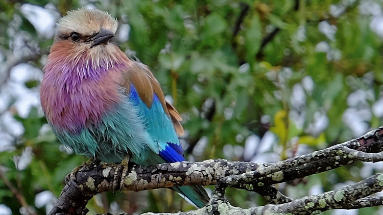 Serondella Lodge bird